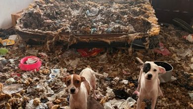 En segunda inspección a casa en la colonia División del Norte, se rescatan otros 13 caninos recluidos