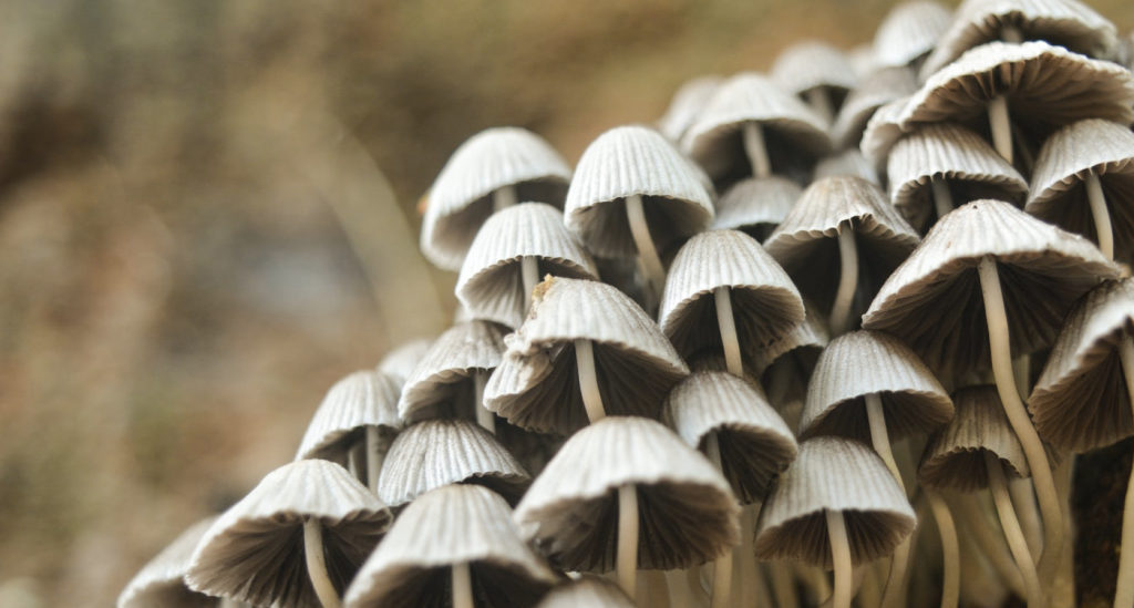 Hongos Fungicel Polybion sustituto unicel