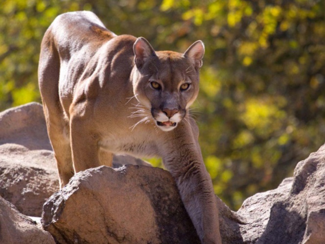 PUMA
