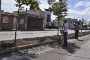 Servicios municipales recorta árboles por fuertes vientos