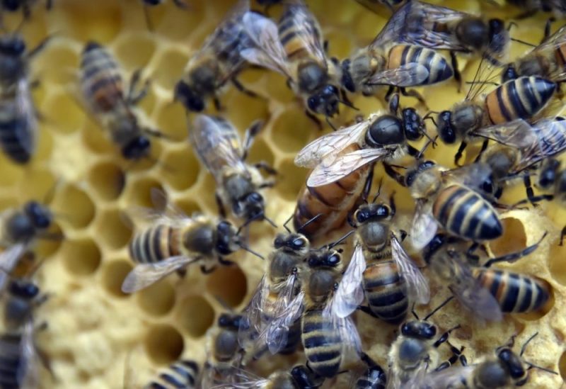 abejas