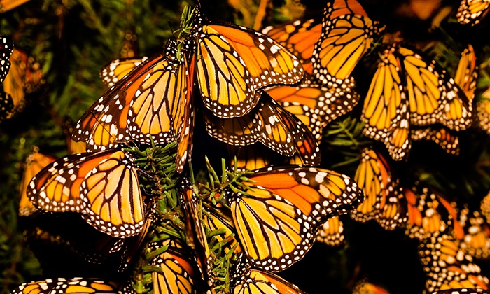 MARIPOSA 1