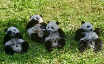 Pandas