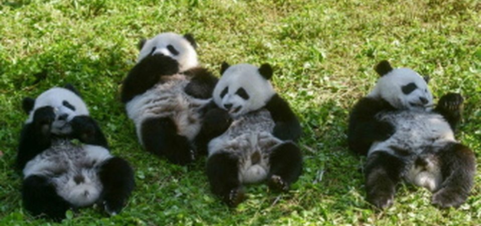 Pandas