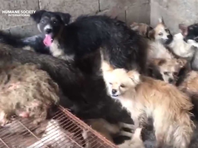 Perritos