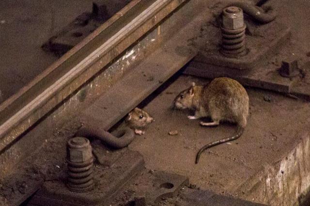 ratas