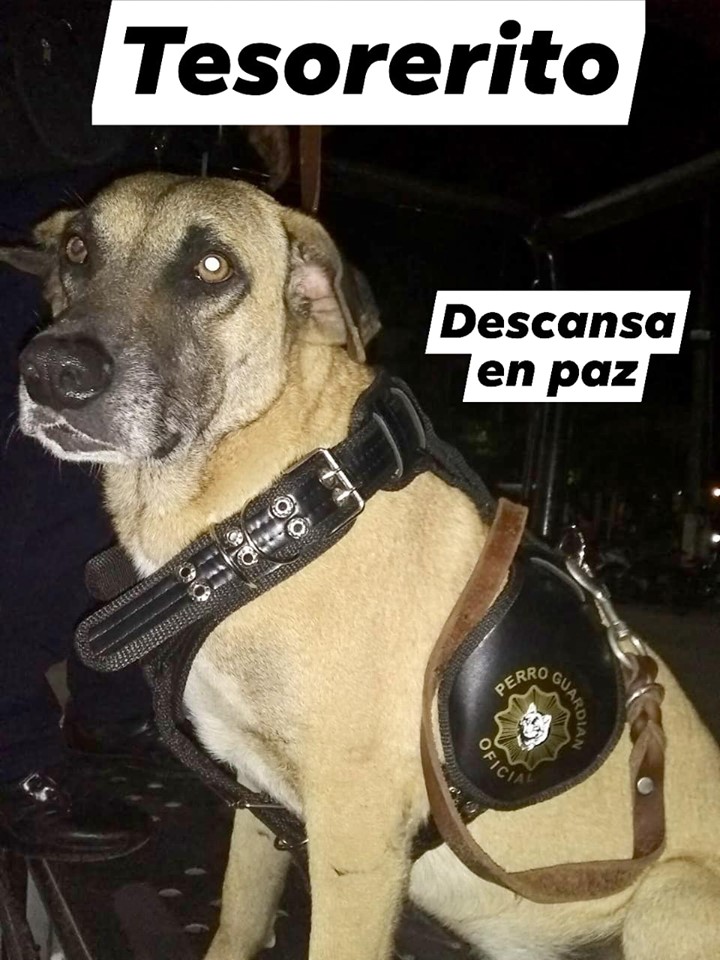tesorerito