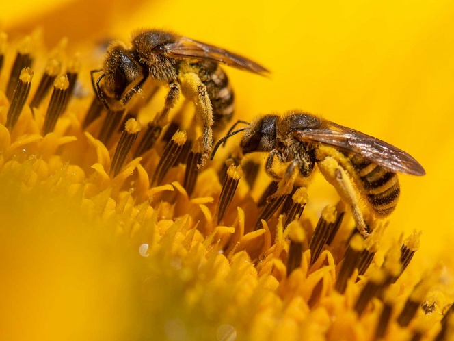 ABEJAS