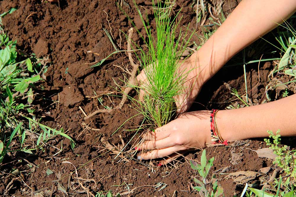 reforestacion