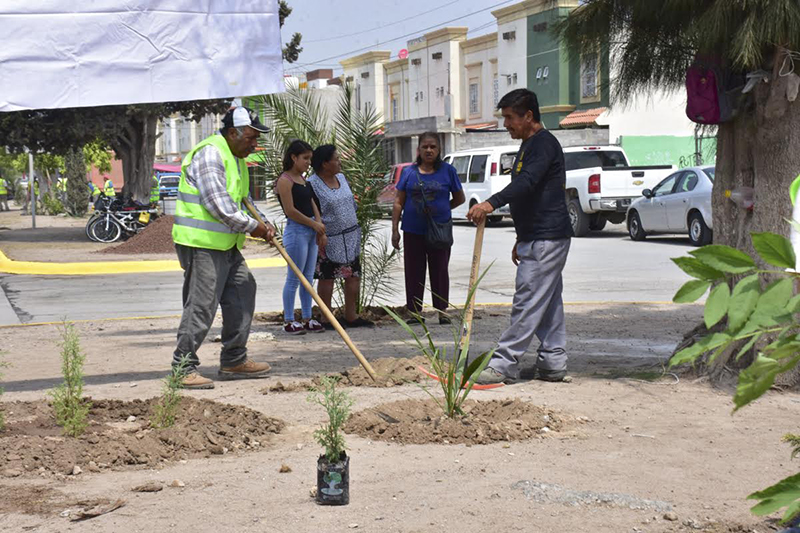 reforestacion soledad