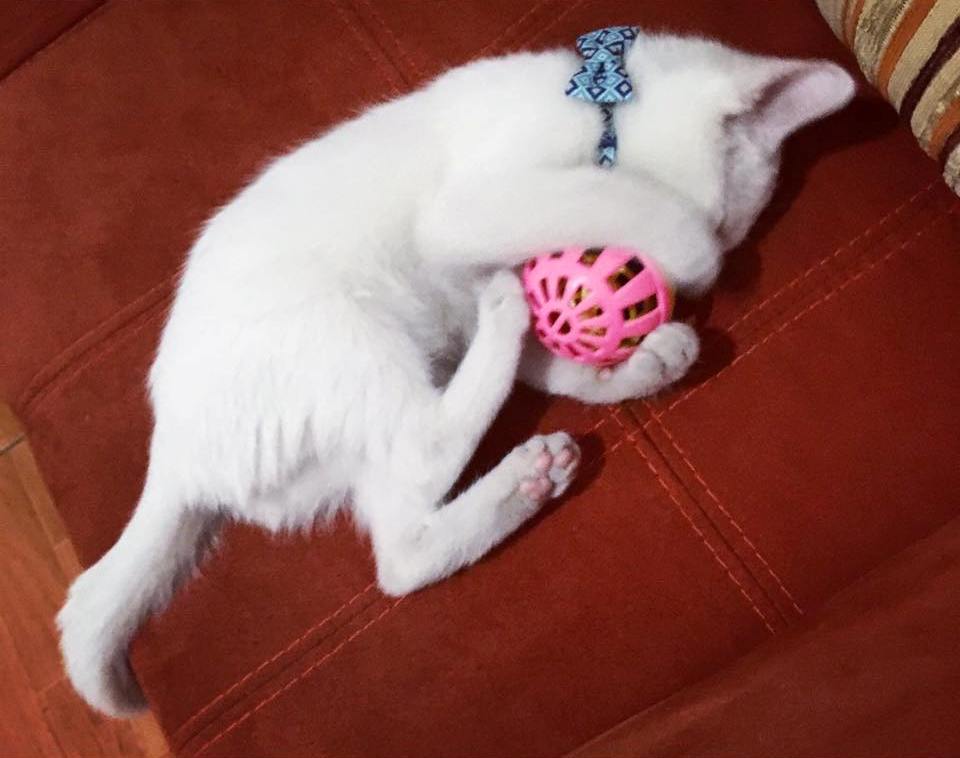 GATO 2