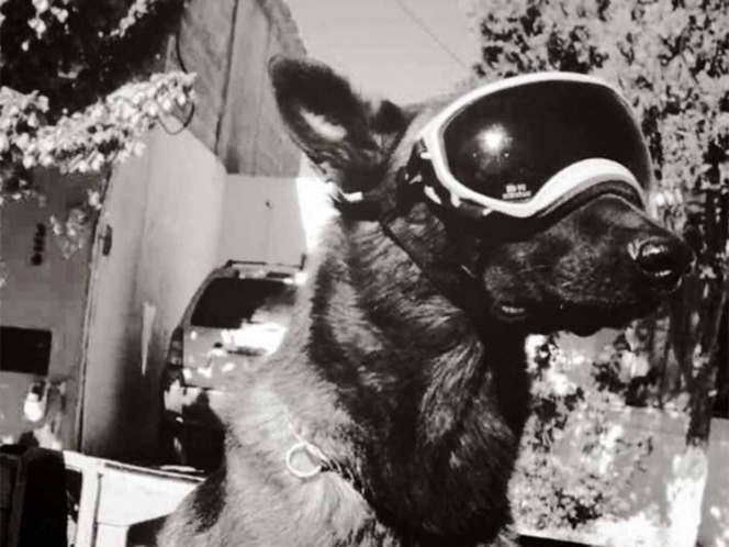 Héroe canino