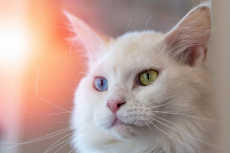 gato 3