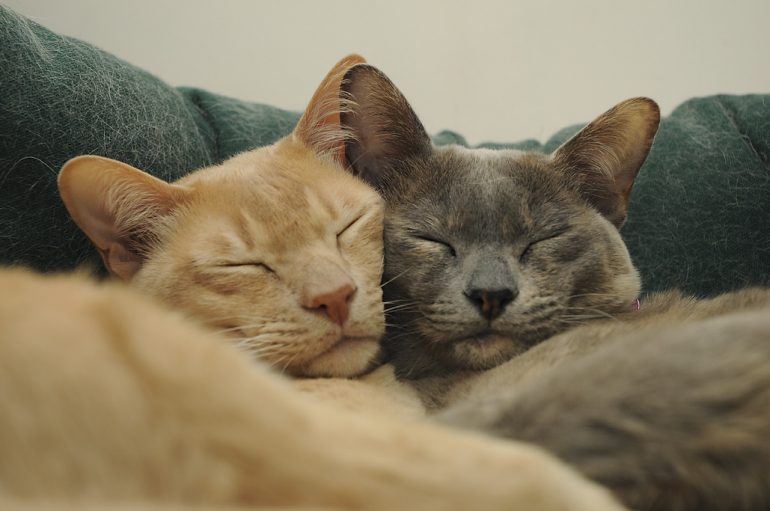 gato