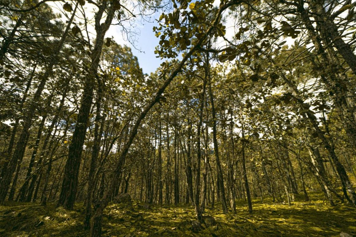 la loma, rioverde