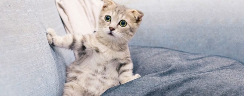 gatito asustado preocupado cohetes mascotas perros y gatos
