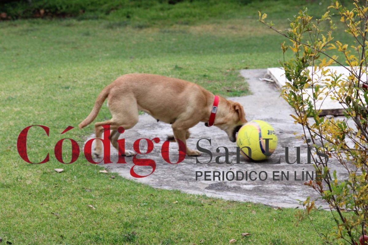 atletico de san luis
