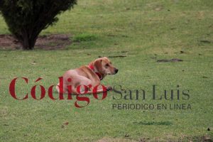 atletico de san luis