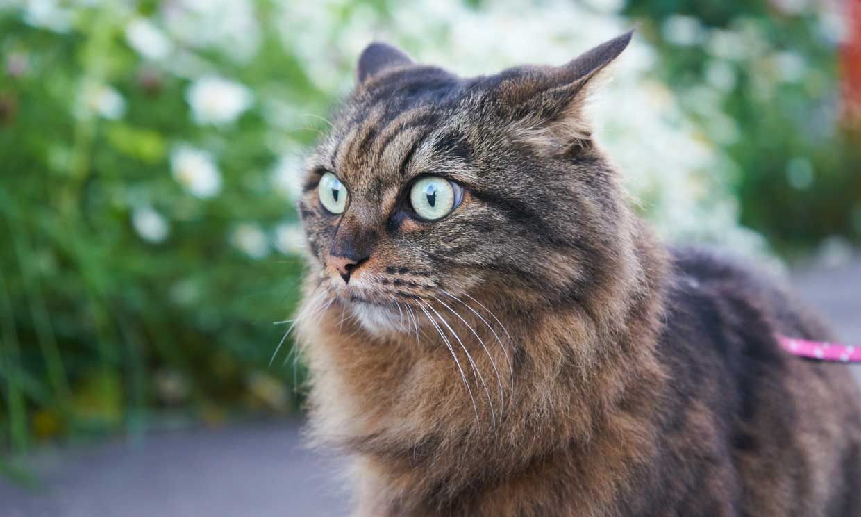 gatos-enfermedades
