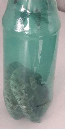 tráfico de reptiles