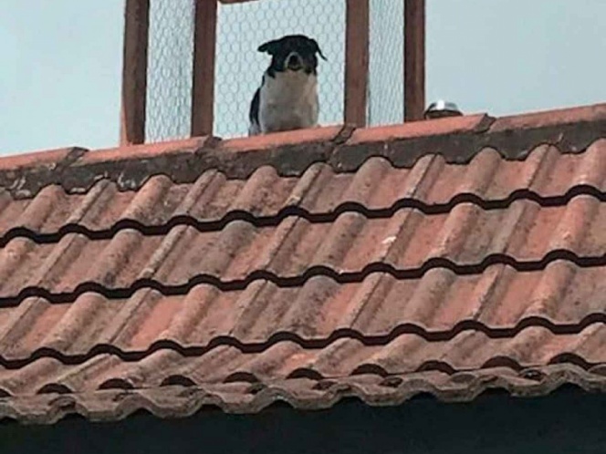 perro