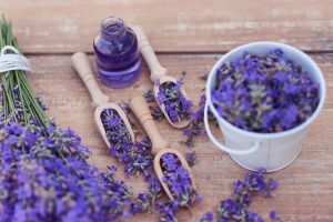 mosquitos lavanda 