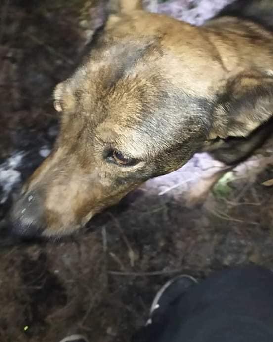 perritos calcinados