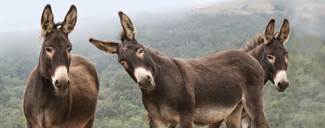 burro-mexicano