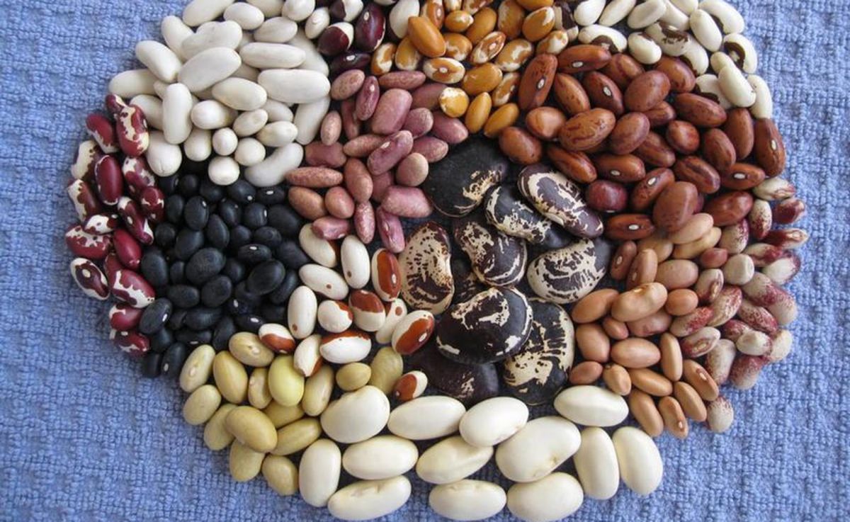 Frijoles, alimento ancestral con diversos beneficios a la salud Frijoles, alimento ancestral con diversos beneficios a la salud
