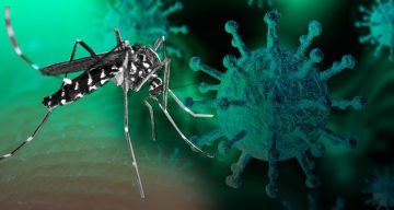 dengue