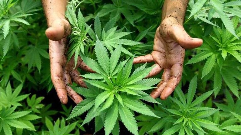cannabis