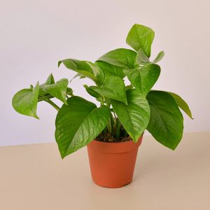 plantas-olores