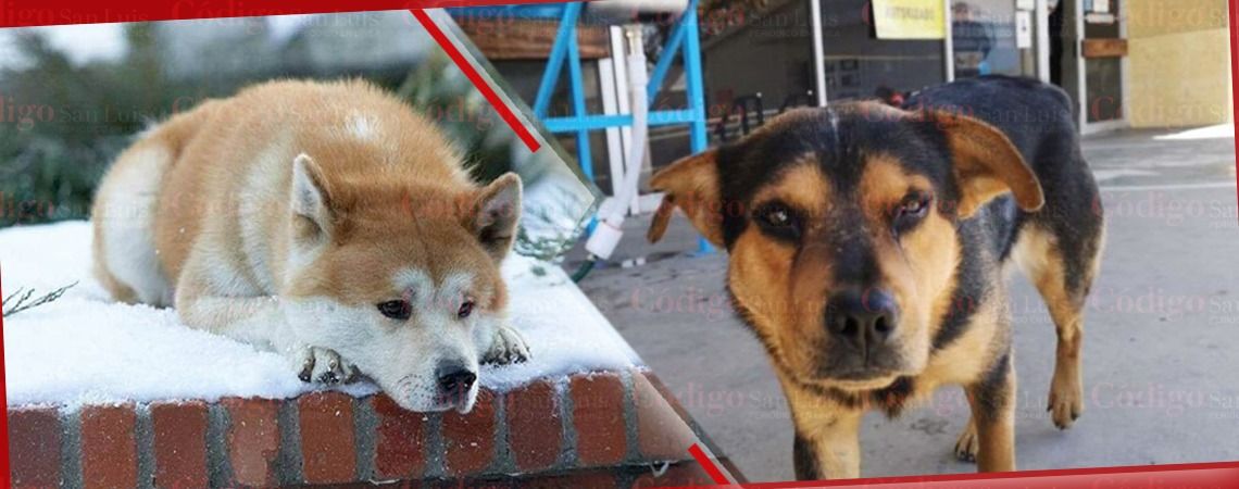 covito-hachiko-dueño-mexicano