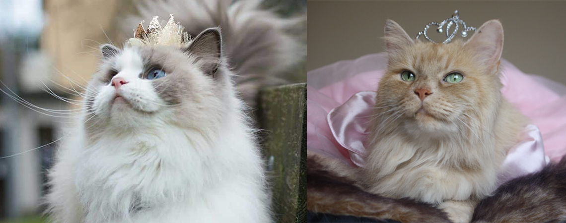 gato-rey-hogar