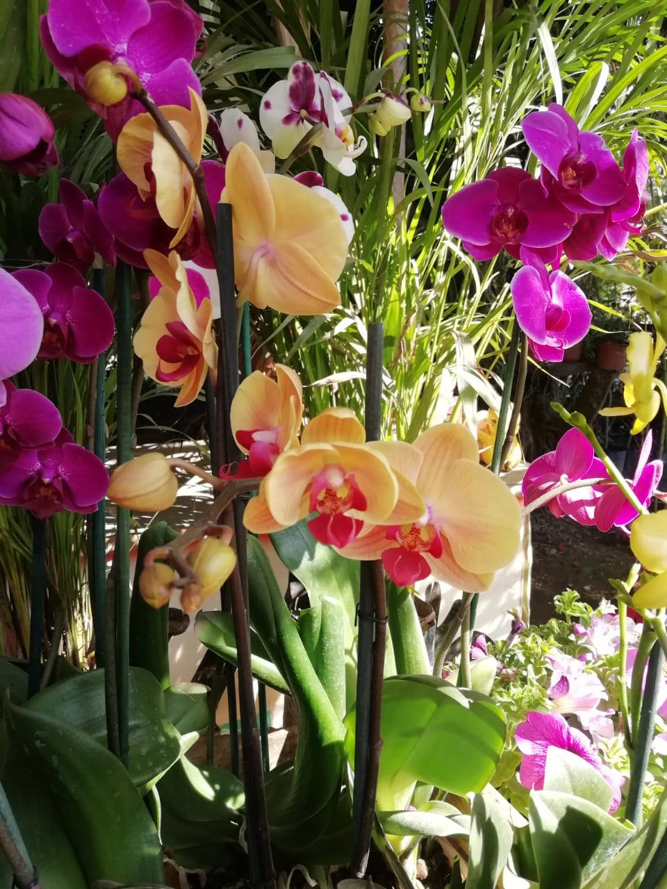 orquídeas en la huasteca potosina