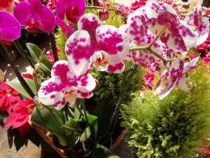 orquídeas en la huasteca potosina 