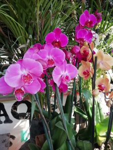 orquídeas en la huasteca potosina 