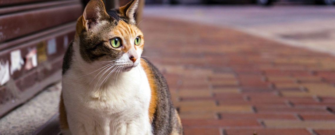 salud-gatito-adoptar-gato