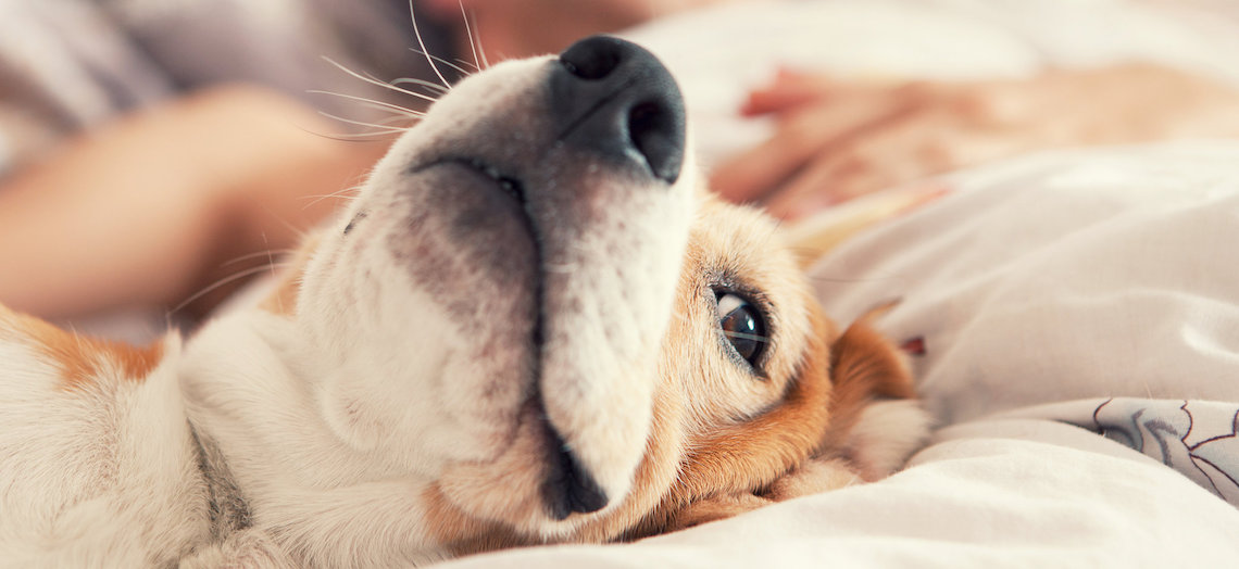 mascotas-cama-sexo