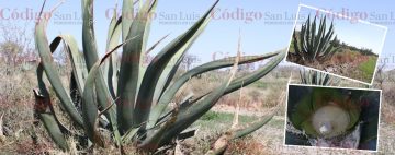 aguamiel-la-rinconada