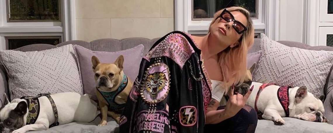 gaga-perritos