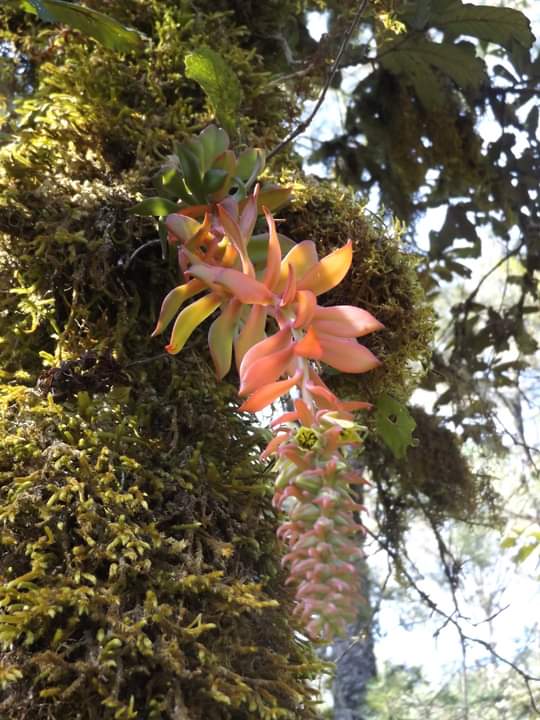 día-bosques