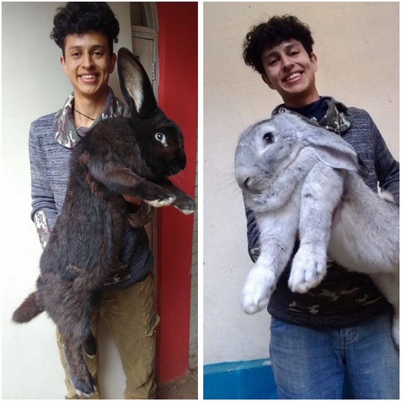 conejos-gigantes-puebla