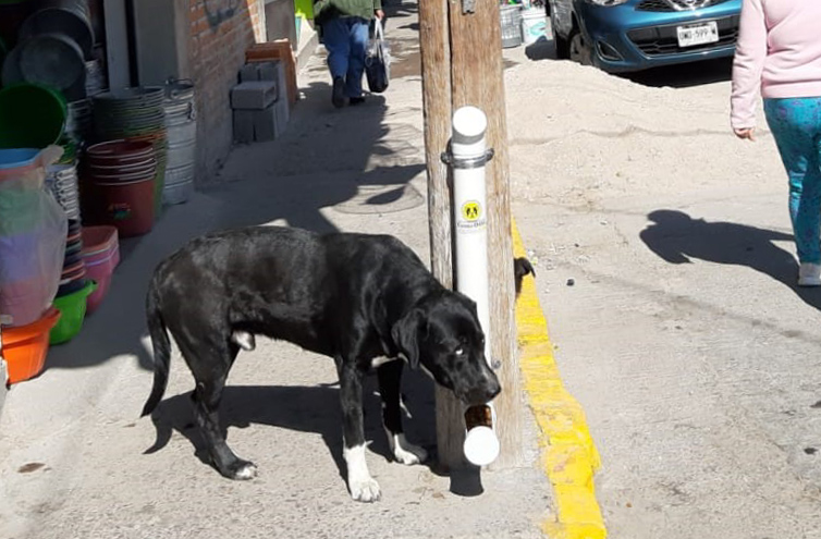 comedog-soledad