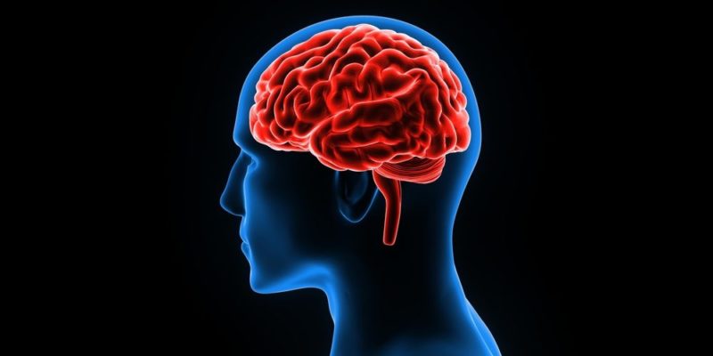 cerebro-datos