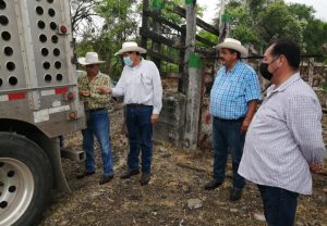 Exportación de ganado huasteco