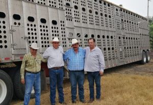 Exportación de ganado huasteco