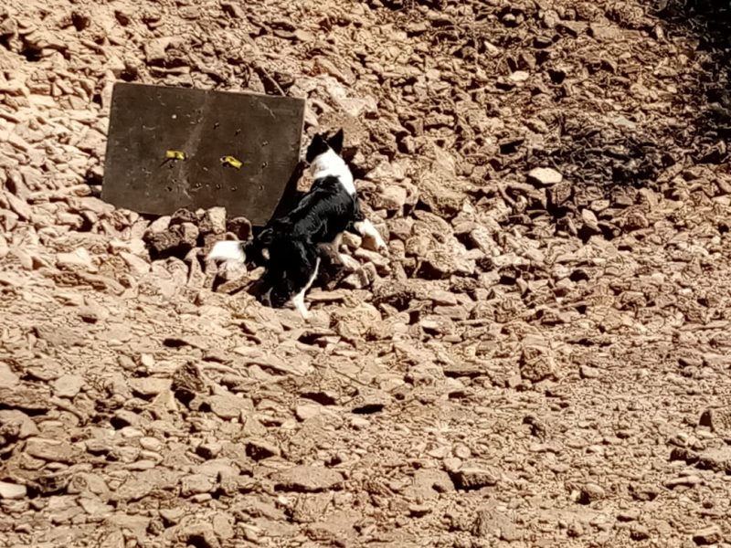 binomino-canino-uaslp