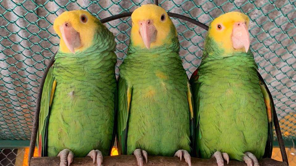 Loro huasteco tráfico