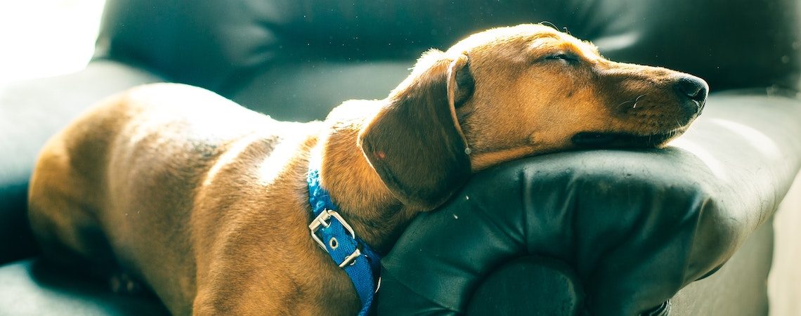 test-perrito-sedentario